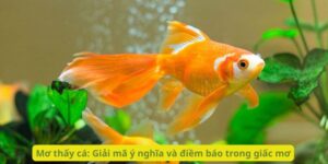 Mơ thấy cá: Giải mã ý nghĩa và điềm báo trong giấc mơ