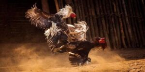 Đá Gà Thomo Bongvip