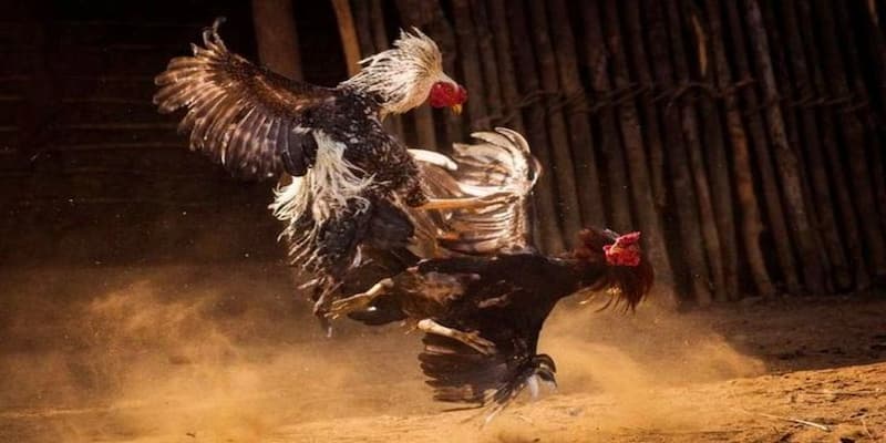 Đá Gà Thomo Bongvip