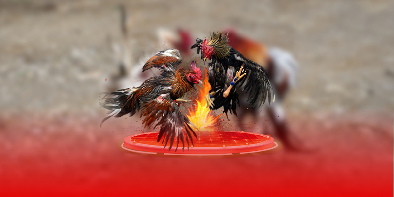 Đá Gà Philippines Bongvip